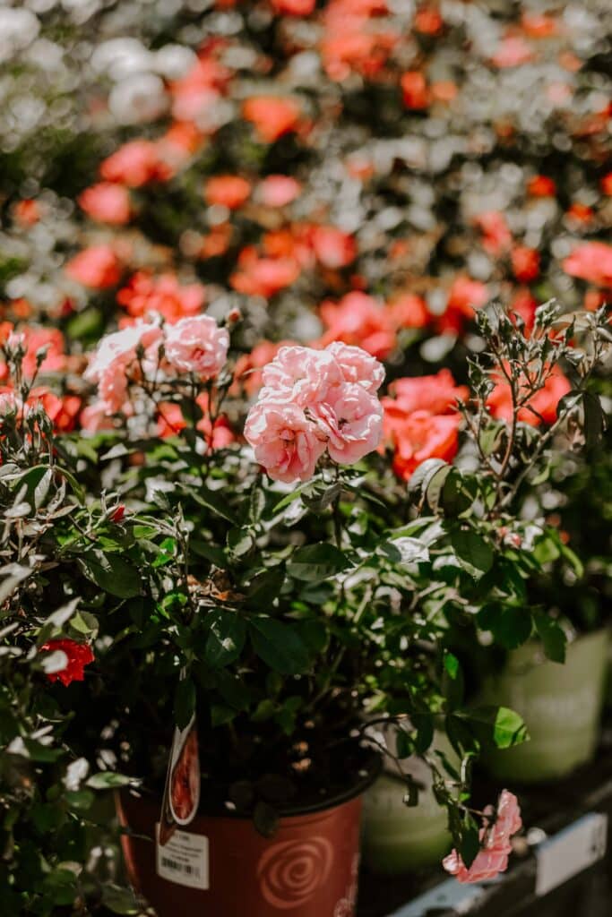 garden planning at Lowes garden center