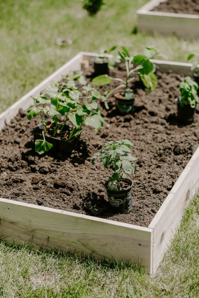 raised garden bed veggies